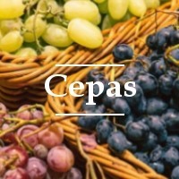 Cepas