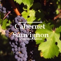 Cepa Cabernet Sauvignon