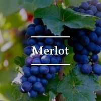 Cepa Merlot