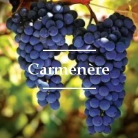 Cepa Carmenere