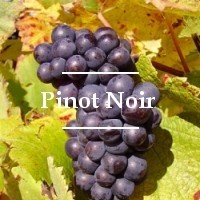 Cepa Pinot Noir