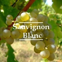 Sauvignon Blanc