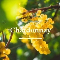 Cepa Chardonnay