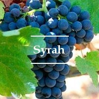 Cepa Syrah