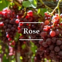Cepa Rose
